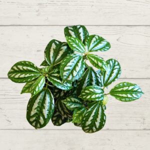 Pilea Aluminum Plant