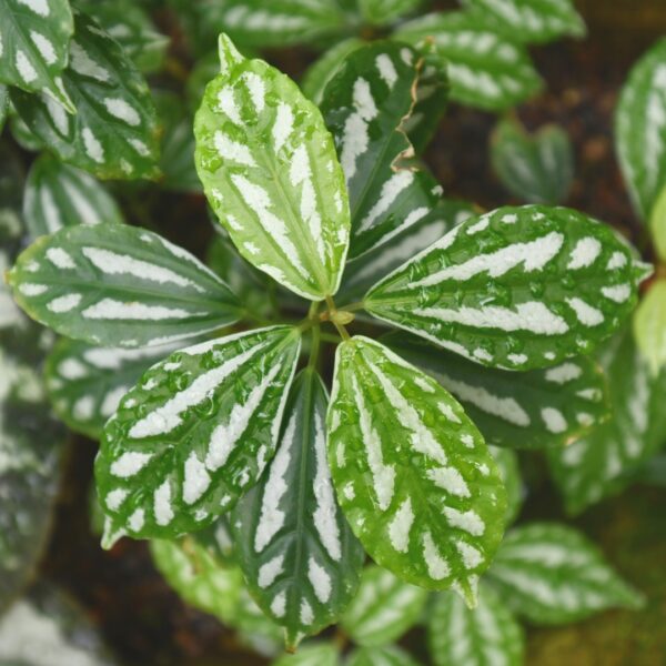 Pilea Aluminum Plant close up