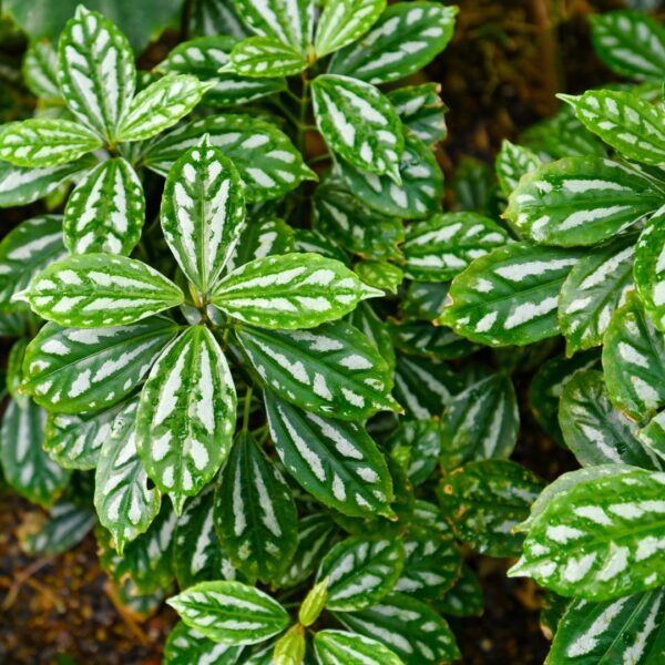 Pilea Aluminum Plant growing in the ground