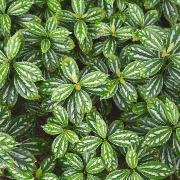 Pilea Aluminum Plant group