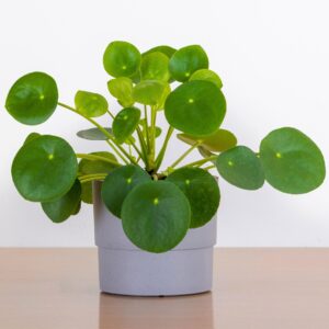 Pilea Peperomioides