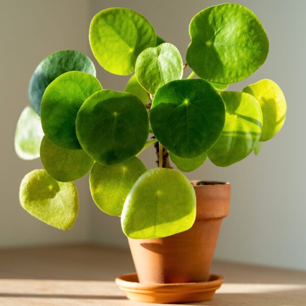 Pilea Peperomioides in a small terra cotta pot
