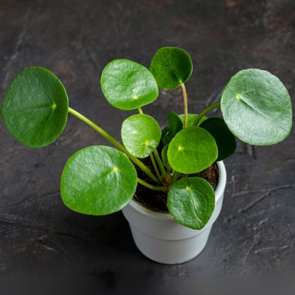 small Pilea Peperomioides