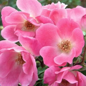 Pink Knock Out Rose