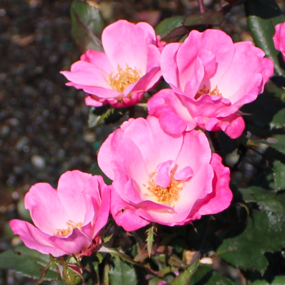 Pink Knock Out Rose flower cluster