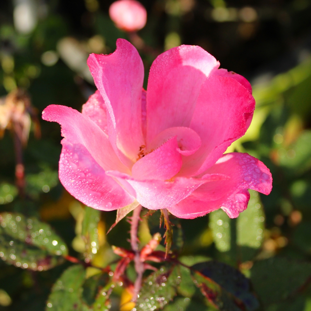 Pink Knock Out Rose single flower