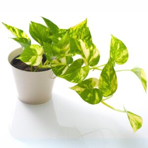 Pothos Golden