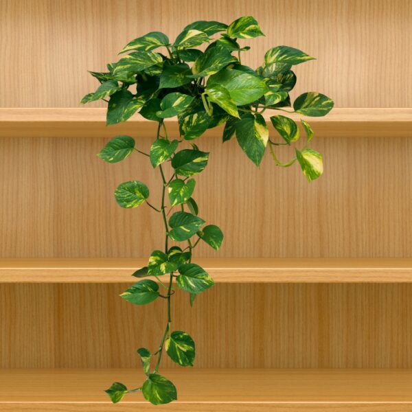 Pothos Golden trailing