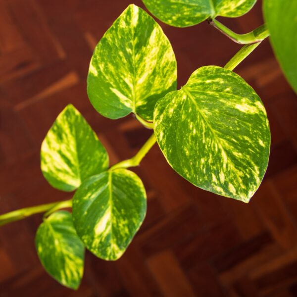 Pothos Golden foliage