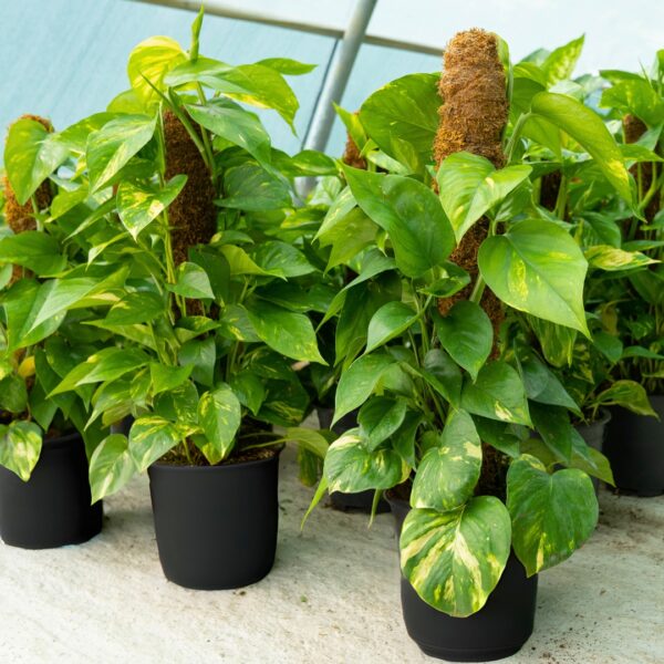 Pothos Golden on a moss pole