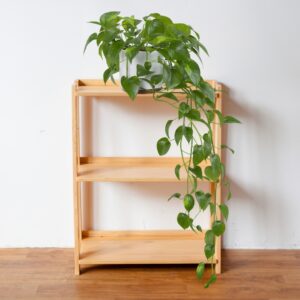 Pothos Jade