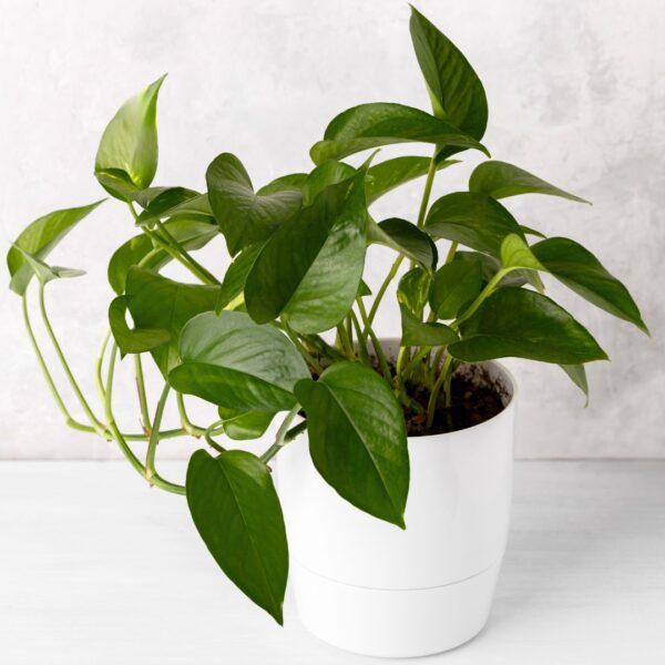 Pothos Jade in a white pot