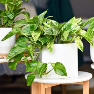 Pothos Marble Queen