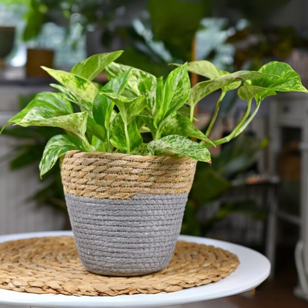Pothos Marble Queen in a basket