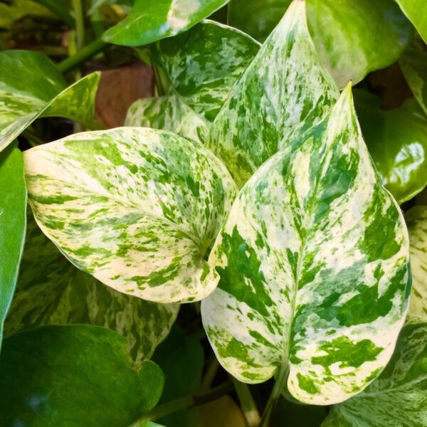 Pothos Marble Queen leaves