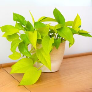 Pothos Neon
