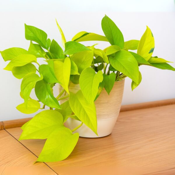 Pothos Neon