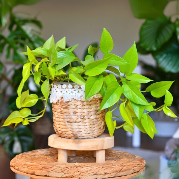 mature Pothos Neon