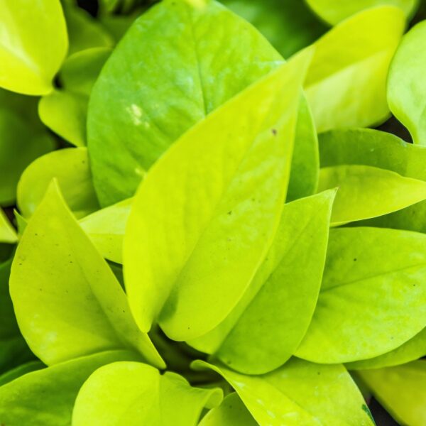 Pothos Neon foliage
