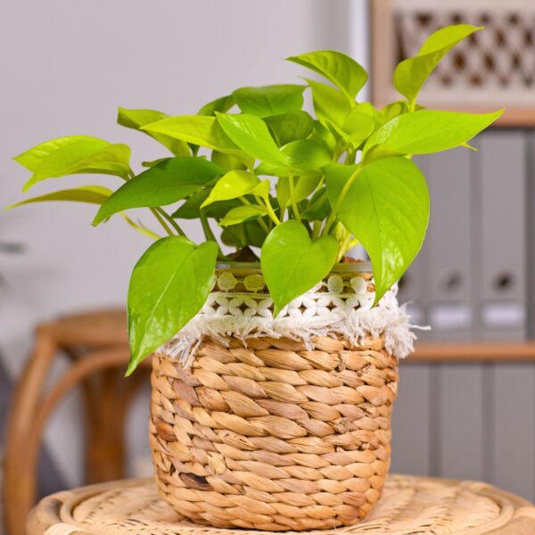 Pothos Neon in a basket