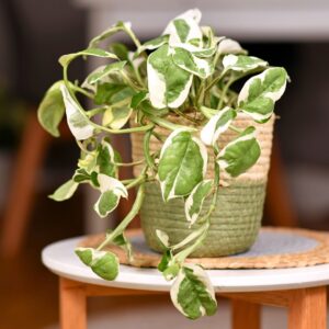 Pothos Pearls And Jade