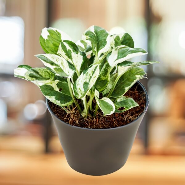 Pothos Pearls And Jade in a 4" pot