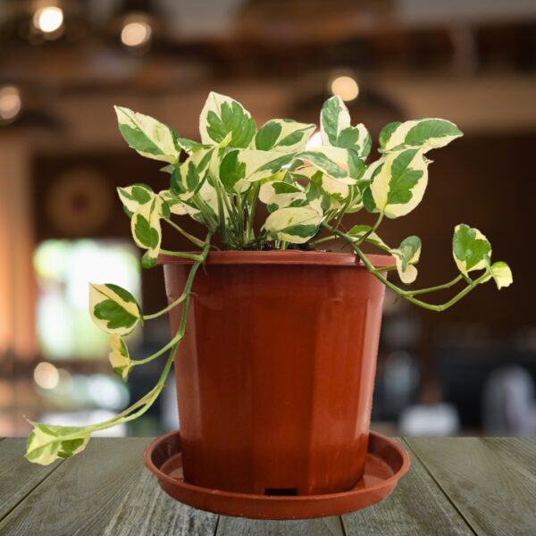 Pothos Pearls And Jade in a burgundy pot