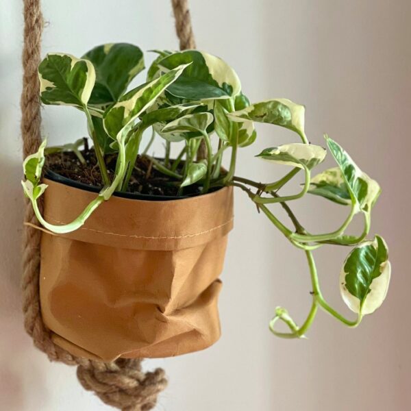 Pothos Pearls And Jade in a hanging basket