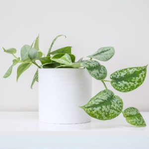 Pothos Silver Satin