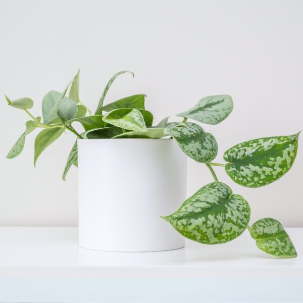 Pothos Silver Satin in a white pot