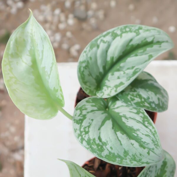 Pothos Silver Satin close up