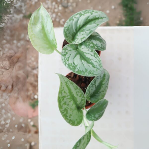 Pothos Silver Satin trailing