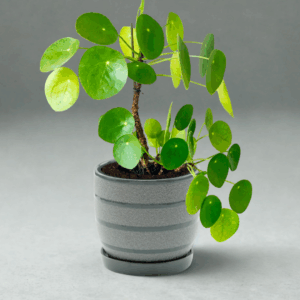 Gray Sandy Pot With Saucer