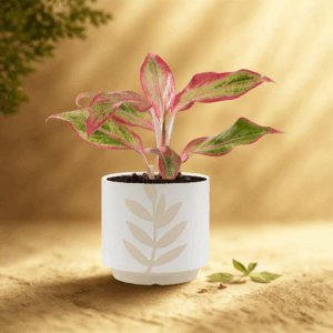 Leaf Cache Pot