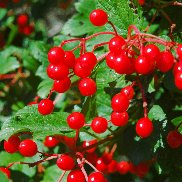 Red Chokeberry - Image 2