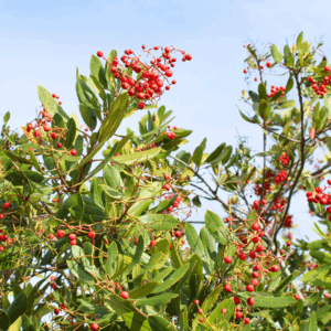 Red Chokeberry