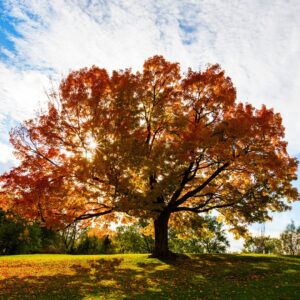 Red Oak