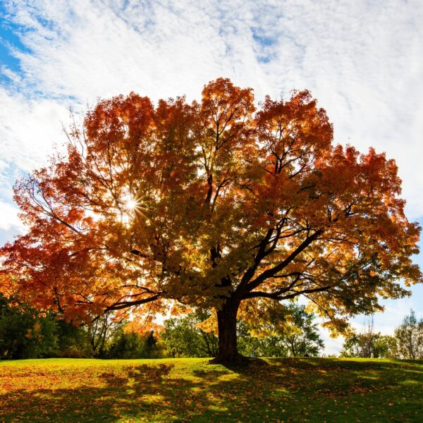 Red Oak tree