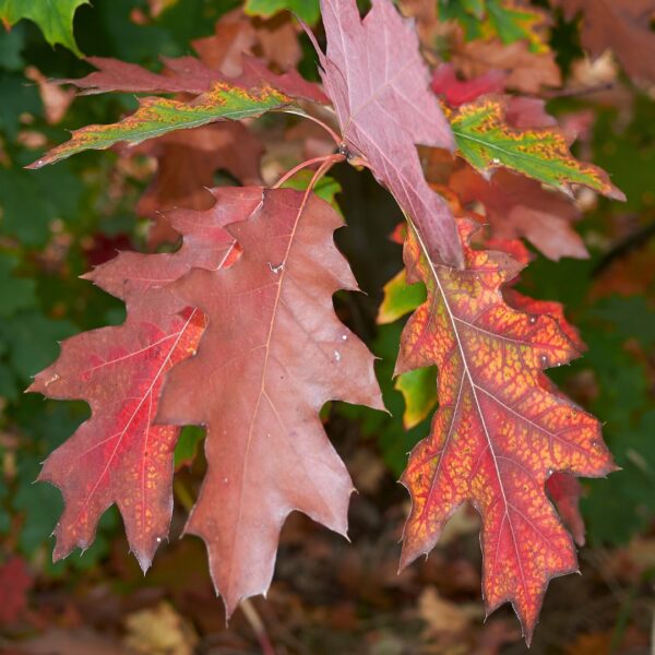 Red Oak leaves