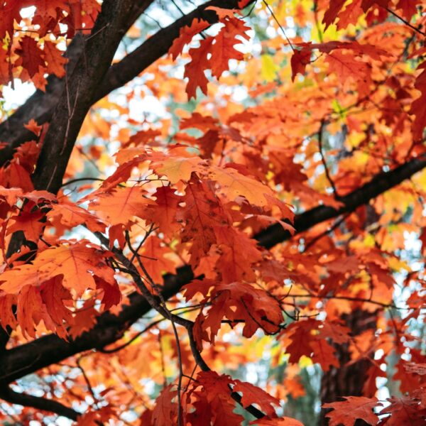 Red Oak fall leaves