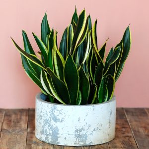 Sansevieria Black Gold