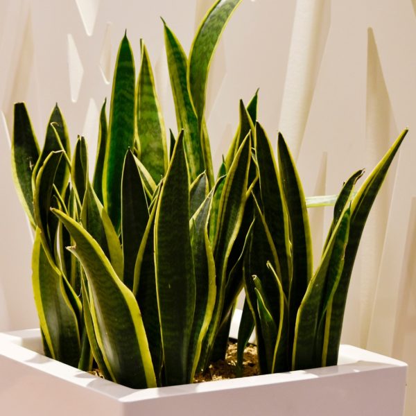 Sansevieria Black Gold foliage