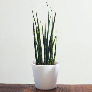 Sansevieria Fernwood Mikado