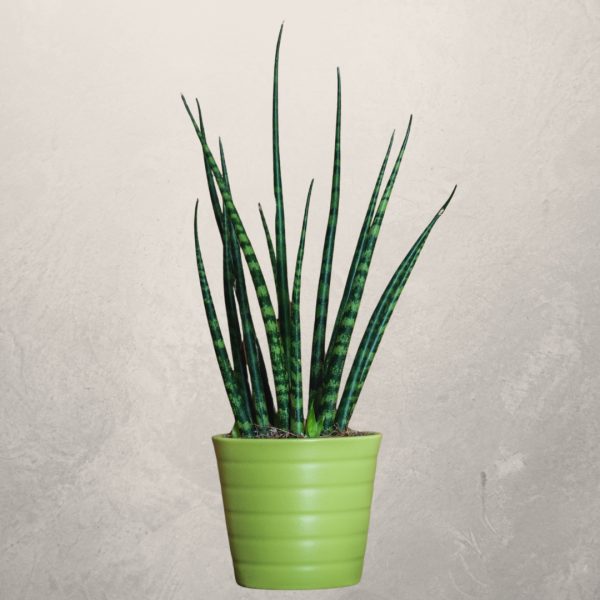 Sansevieria Fernwood Mikado in a green pot