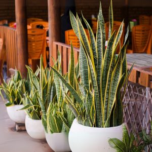 Sansevieria Laurentii