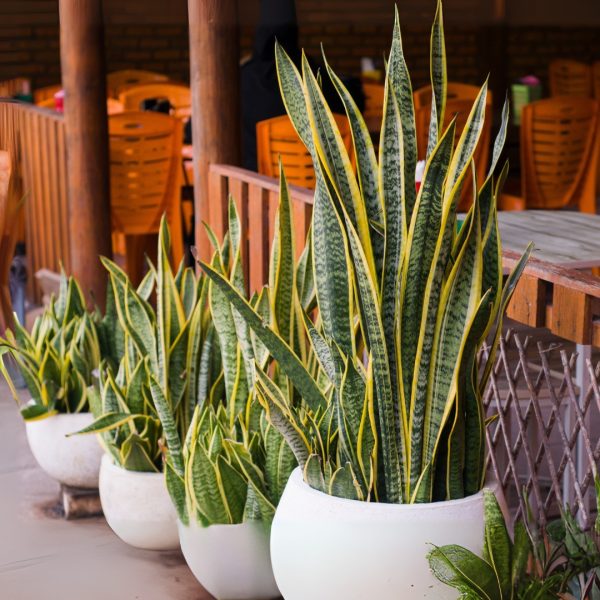 Sansevieria Laurentii small to large