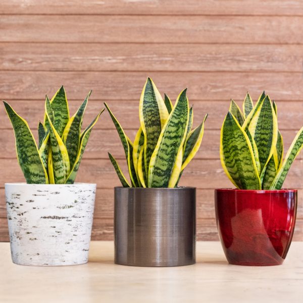 small Sansevieria Laurentii