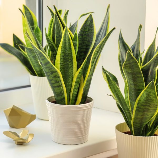 medium Sansevieria Laurentii