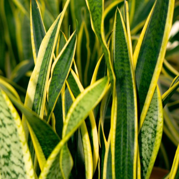 Sansevieria Laurentii foliage