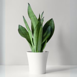 Sansevieria Moonshine
